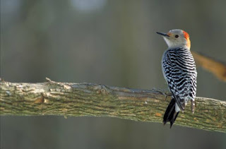 Merupakan burung murah yang suaranya bagus untuk masteran