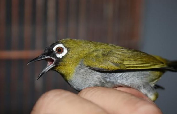 Burung Pleci Black Capperd