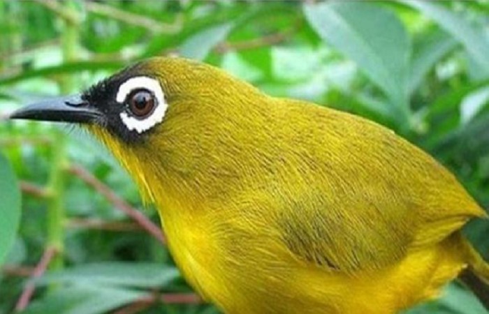 Burung Pleci Dakun Macok