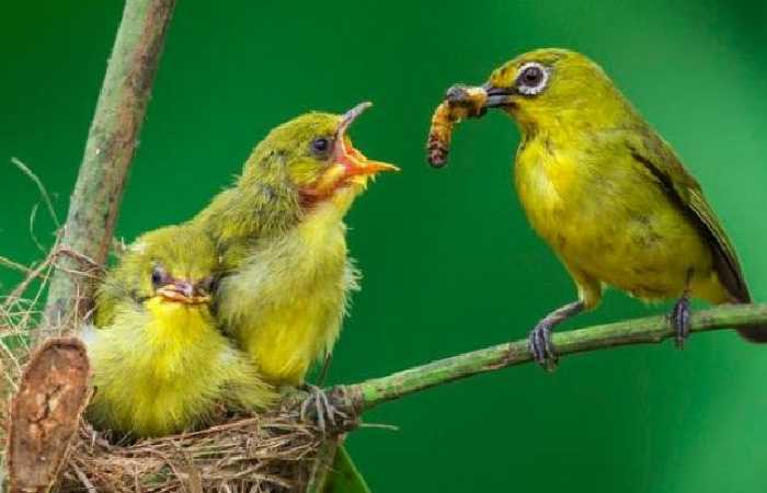 anakan-burung-pleci