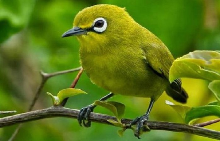 Gambar Burung Pleci Sulawesi