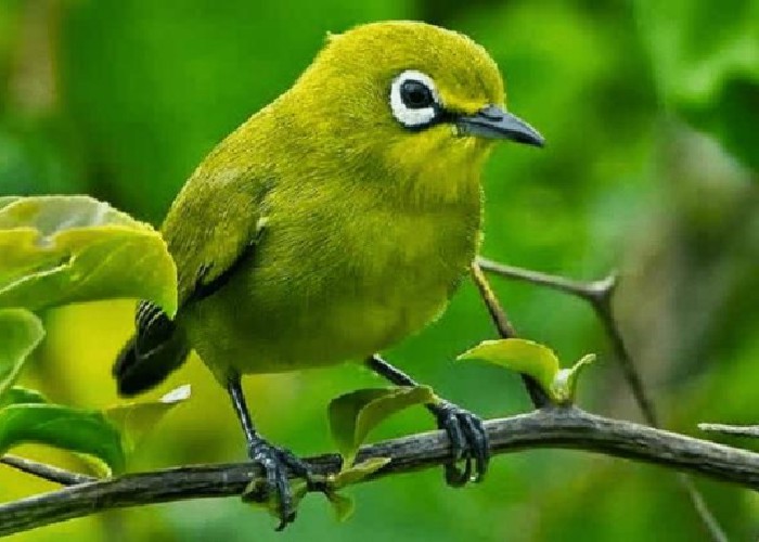 gambar Pleci Dakun Bali