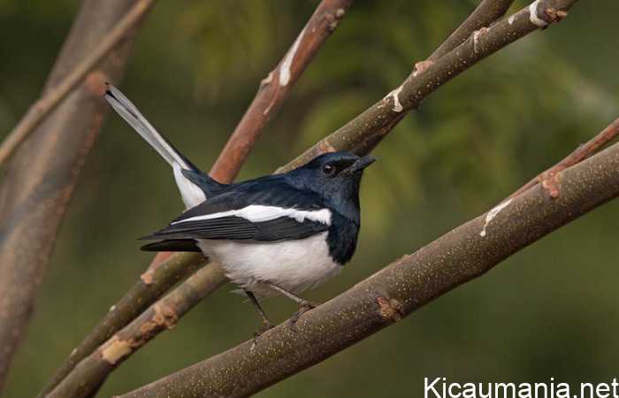 gambar-burung-kacer-poci