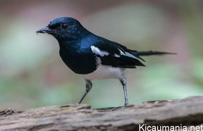 gambar-kacer-kalimantan