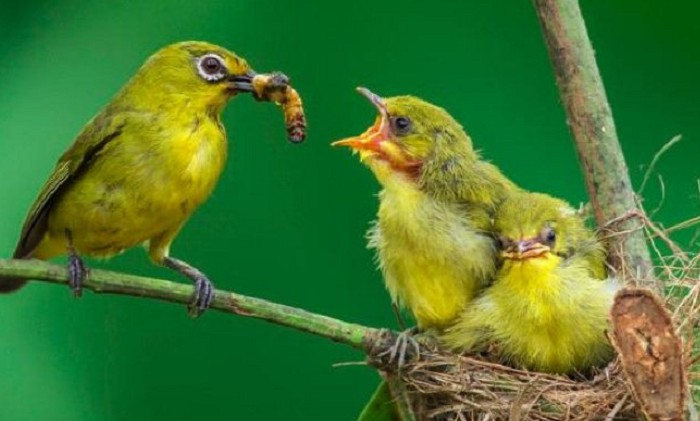 gambar pakan burung pleci